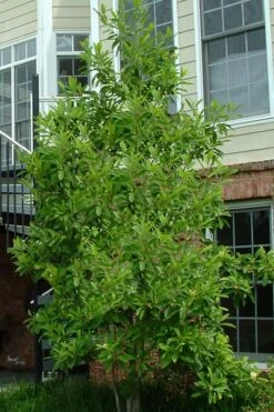 Northern Belle Sweetbay Magnolia Tree (Magnolia Virginiana) - 7 Gallon Pot (5-6') -Garden Care Magnolia Sweetbay Northern Belle 2