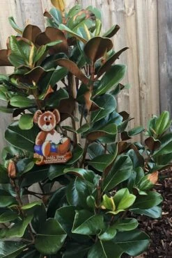 Teddy Bear Dwarf Southern Magnolia - 7 Gallon Pot (3-4') -Garden Care Magnolia Teddy Bear 4