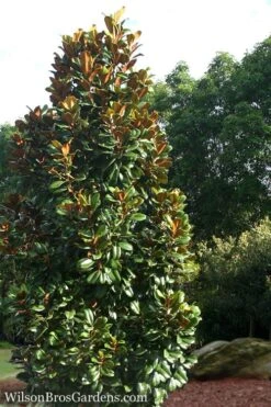 Teddy Bear Dwarf Southern Magnolia - 7 Gallon Pot (3-4') -Garden Care Magnolia Teddy Bear 5