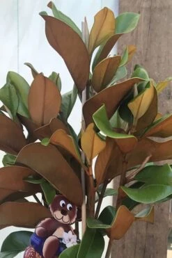 Teddy Bear Dwarf Southern Magnolia - 7 Gallon Pot (3-4') -Garden Care Magnolia Teddy Bear 6