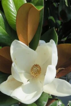 Teddy Bear Dwarf Southern Magnolia - 7 Gallon Pot (3-4') -Garden Care Magnolia Teddy Bear 7