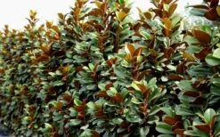 Teddy Bear Dwarf Southern Magnolia - 7 Gallon Pot (3-4') -Garden Care Magnolia Teddy Bear 8