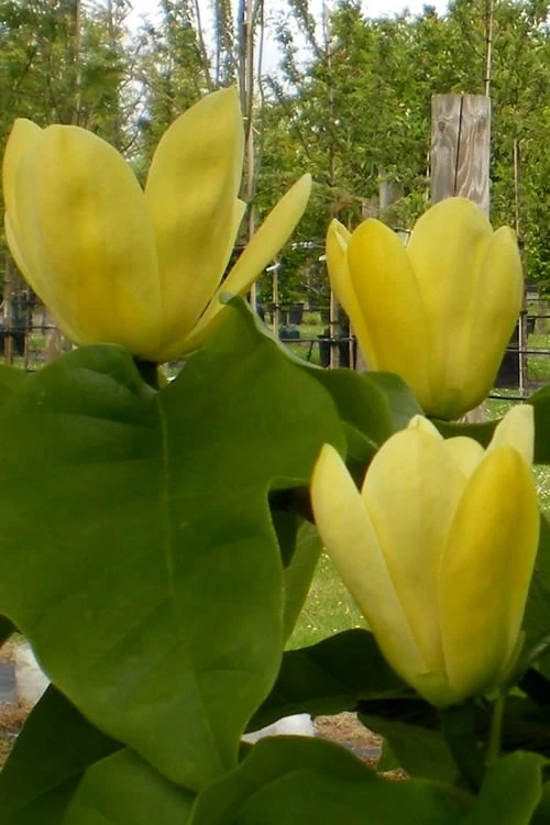 Yellow Bird Magnolia Tulip Tree - 1 Gallon Pot 10 Yellow Bird Magnolia Tulip Tree - 1 Gallon Pot - Image 10