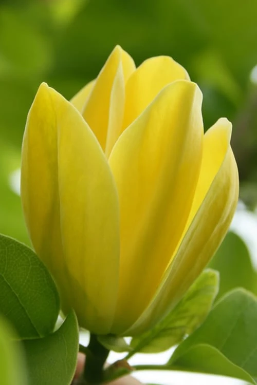 Yellow Bird Magnolia Tulip Tree - 1 Gallon Pot 1 Yellow Bird Magnolia Tulip Tree - 1 Gallon Pot