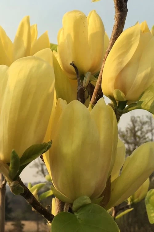 Yellow Bird Magnolia Tulip Tree - 1 Gallon Pot 9 Yellow Bird Magnolia Tulip Tree - 1 Gallon Pot - Image 9