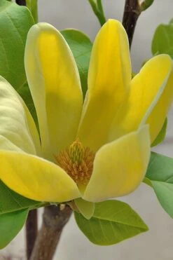Yellow Bird Magnolia Tulip Tree - 1 Gallon Pot 15 Yellow Bird Magnolia Tulip Tree - 1 Gallon Pot -Garden Care Magnolia Yellow Bird 16