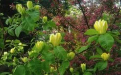 Yellow Bird Magnolia Tulip Tree - 1 Gallon Pot 16 Yellow Bird Magnolia Tulip Tree - 1 Gallon Pot -Garden Care Magnolia Yellow Bird 18