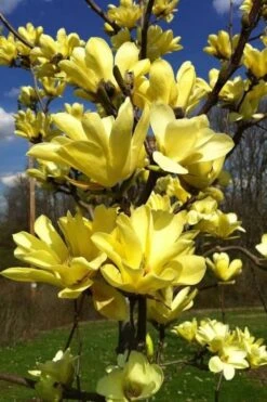 Yellow Bird Magnolia Tulip Tree - 1 Gallon Pot 17 Yellow Bird Magnolia Tulip Tree - 1 Gallon Pot -Garden Care Magnolia Yellow Bird 32