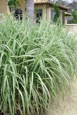 Variegated Maiden Grass - Miscanthus Sinensis 'Variegatus' - 3 Gallon Pot -Garden Care Maiden Grass Variegated 11 1