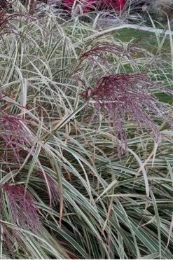 Variegated Maiden Grass - Miscanthus Sinensis 'Variegatus' - 6 Pack Of 1 Gallon Pots 10 Variegated Maiden Grass - Miscanthus Sinensis 'Variegatus' - 6 Pack Of 1 Gallon Pots -Garden Care Maiden Grass Variegated 12