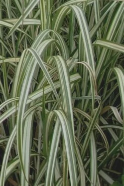 Variegated Maiden Grass - Miscanthus Sinensis 'Variegatus' - 6 Pack Of 1 Gallon Pots 11 Variegated Maiden Grass - Miscanthus Sinensis 'Variegatus' - 6 Pack Of 1 Gallon Pots -Garden Care Maiden Grass Variegated 13