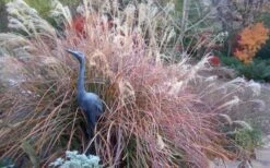 Adagio Dwarf Maiden Grass - Miscanthus Sinensis - 3 Gallon Pot -Garden Care Miscanthus Adagio Fall Foliage Color 1