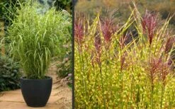 Gold Breeze Zebra Grass (Miscanthus) - 1 Gallon Pot -Garden Care Miscanthus Gold Breeze Flowers