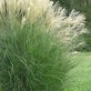 Maiden Grass - Miscanthus Sinensis 'Gracillimus' - 6 Pack Of 1 Gallon Pots