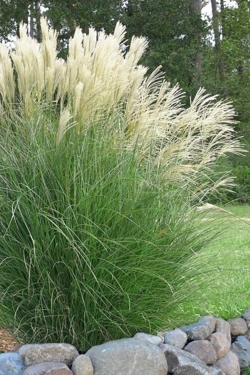 Maiden Grass - Miscanthus Sinensis 'Gracillimus' - 1 Gallon Pot 1 Maiden Grass - Miscanthus Sinensis 'Gracillimus' - 1 Gallon Pot