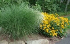 Maiden Grass - Miscanthus Sinensis 'Gracillimus' - 6 Pack Of 1 Gallon Pots 13 Maiden Grass - Miscanthus Sinensis 'Gracillimus' - 6 Pack Of 1 Gallon Pots -Garden Care Miscanthus Gracillimus With Rudbeckia