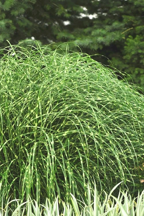 Little Zebra Grass - Miscanthus - 3 Gallon Pot 1 Little Zebra Grass - Miscanthus - 3 Gallon Pot