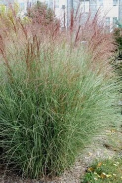 Morning Light Maiden Grass - Miscanthus Sinensis - 3 Gallon Pot 7 Morning Light Maiden Grass - Miscanthus Sinensis - 3 Gallon Pot -Garden Care Miscanthus Morning Light 1