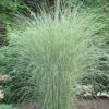 Morning Light Maiden Grass - Miscanthus Sinensis - 6 Pack Of 1 Gallon Pots