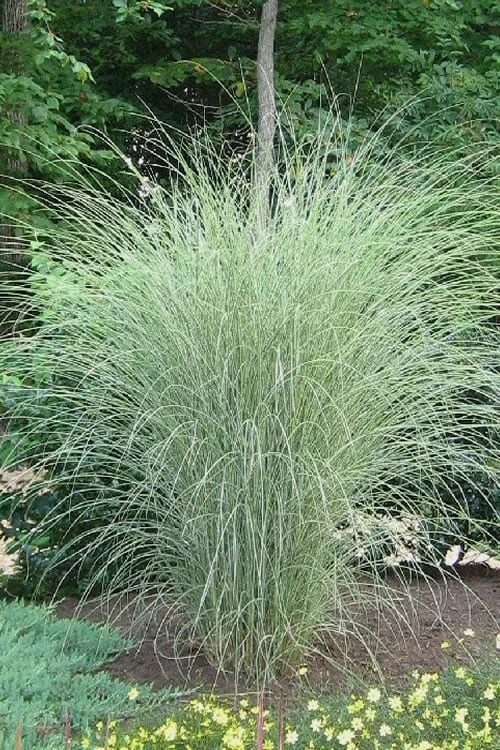 Morning Light Maiden Grass - Miscanthus Sinensis - 1 Gallon Pot 1 Morning Light Maiden Grass - Miscanthus Sinensis - 1 Gallon Pot