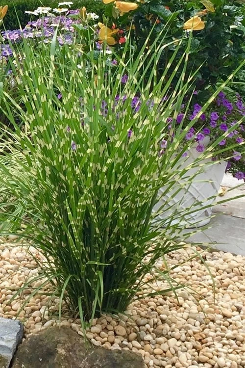 Porcupine Zebra Grass (Miscanthus Sinensis 'Strictus') - 3 Gallon Pot 1 Porcupine Zebra Grass (Miscanthus Sinensis 'Strictus') - 3 Gallon Pot