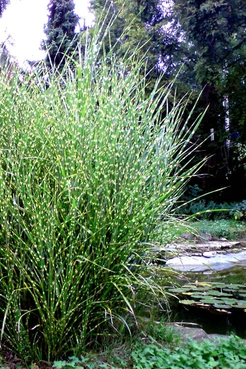 Porcupine Zebra Grass (Miscanthus Sinensis 'Strictus') - 3 Gallon Pot 7 Porcupine Zebra Grass (Miscanthus Sinensis 'Strictus') - 3 Gallon Pot - Image 7