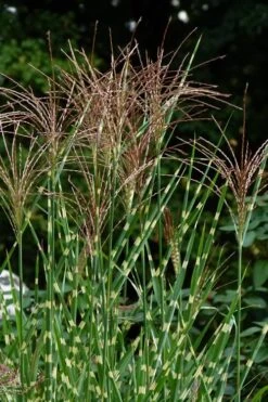 Porcupine Zebra Grass (Miscanthus Sinensis 'Strictus') - 3 Gallon Pot 13 Porcupine Zebra Grass (Miscanthus Sinensis 'Strictus') - 3 Gallon Pot -Garden Care Miscanthus Porcupine Grass 5