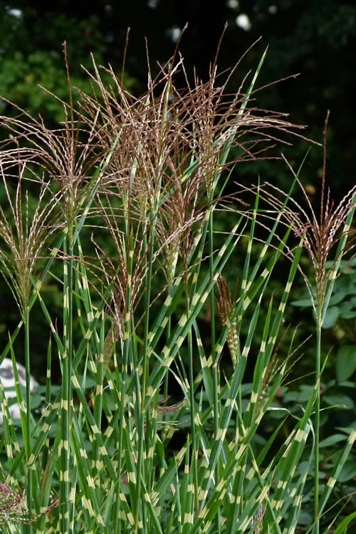 Porcupine Zebra Grass (Miscanthus Sinensis 'Strictus') - 3 Gallon Pot 6 Porcupine Zebra Grass (Miscanthus Sinensis 'Strictus') - 3 Gallon Pot - Image 6