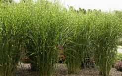 Porcupine Zebra Grass (Miscanthus Sinensis 'Strictus') - 3 Gallon Pot 15 Porcupine Zebra Grass (Miscanthus Sinensis 'Strictus') - 3 Gallon Pot -Garden Care Miscanthus Porcupine Grass 8
