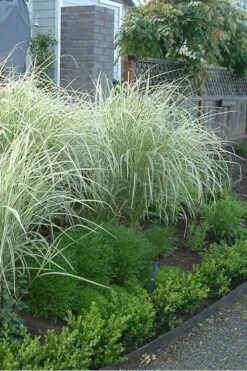 Variegated Maiden Grass - Miscanthus Sinensis 'Variegatus' - 1 Gallon Pot -Garden Care Miscanthus Variegated 3 2