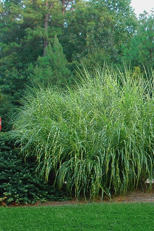 Zebra Grass - Miscanthus Sinensis 'Zebrinus' - 1 Gallon Pot 5 Zebra Grass - Miscanthus Sinensis 'Zebrinus' - 1 Gallon Pot - Image 5
