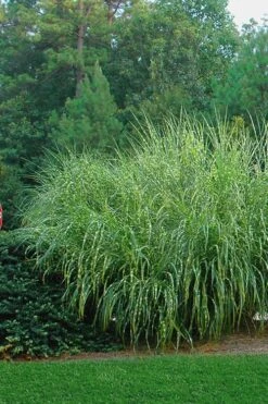 Zebra Grass - Miscanthus Sinensis 'Zebrinus' - 3 Gallon Pot -Garden Care Miscanthus Zebra Grass 14