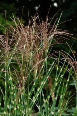 Zebra Grass - Miscanthus Sinensis 'Zebrinus' - 6 Pack Of 1 Gallon Pots -Garden Care Miscanthus Zebra Grass 15 2
