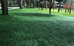 Tall Mondo Grass - 18 Count Flat Of Pint Pots -Garden Care Mondo Grass 21