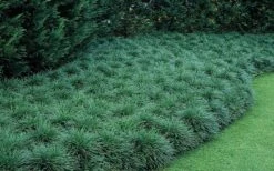 Tall Mondo Grass - 10 Count Flat Of Pint Pots 11 Tall Mondo Grass - 10 Count Flat Of Pint Pots -Garden Care Mondo Grass 50