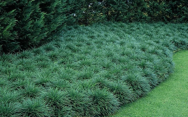 Tall Mondo Grass - 10 Count Flat Of Pint Pots 6 Tall Mondo Grass - 10 Count Flat Of Pint Pots - Image 6