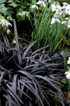Black Mondo Grass (Ophiopogon Planiscapus 'Nigrescens') - 6 Pack Of Pint Pots -Garden Care Mondo Grass Black 11
