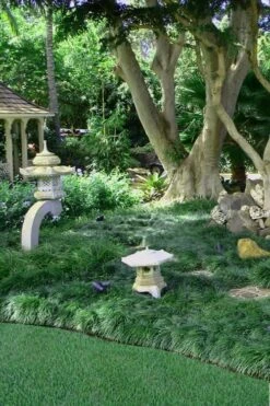 Tall Mondo Grass - 18 Count Flat Of Pint Pots -Garden Care Mondo Grass Black 25