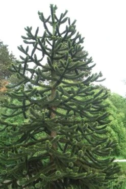 Monkey Puzzle Tree - Araucaria Auracana - 5 Gallon Pot -Garden Care Monkey Puzzle Tree 2