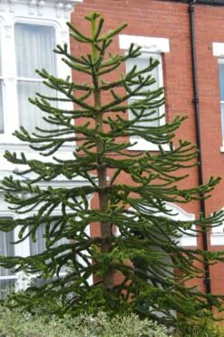 Monkey Puzzle Tree - Araucaria Auracana - 5 Gallon Pot -Garden Care Monkey Puzzle Tree 3