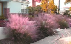 Pink Muhly Grass (Cotton Candy Grass) - 1 Gallon Pot (On Sale) -Garden Care Muhly Grass Pink 112