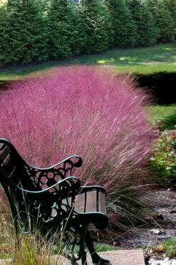 Pink Muhly Grass (Cotton Candy Grass) - 1 Gallon Pot (On Sale) -Garden Care Muhly Grass Pink 200