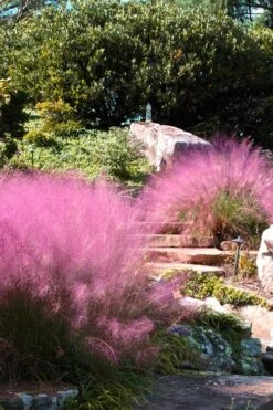 Pink Muhly Grass - Cotton Candy Grass - 1 Gallon Pot 14 Pink Muhly Grass - Cotton Candy Grass - 1 Gallon Pot -Garden Care Muhly Grass Pink 202 2
