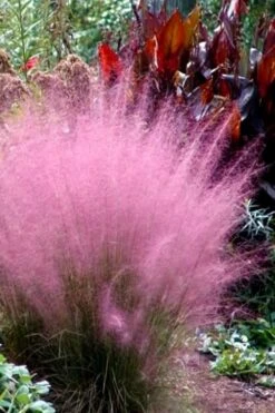 Pink Muhly Grass (Cotton Candy Grass) - 1 Gallon Pot (On Sale) -Garden Care Muhly Grass Pink 204