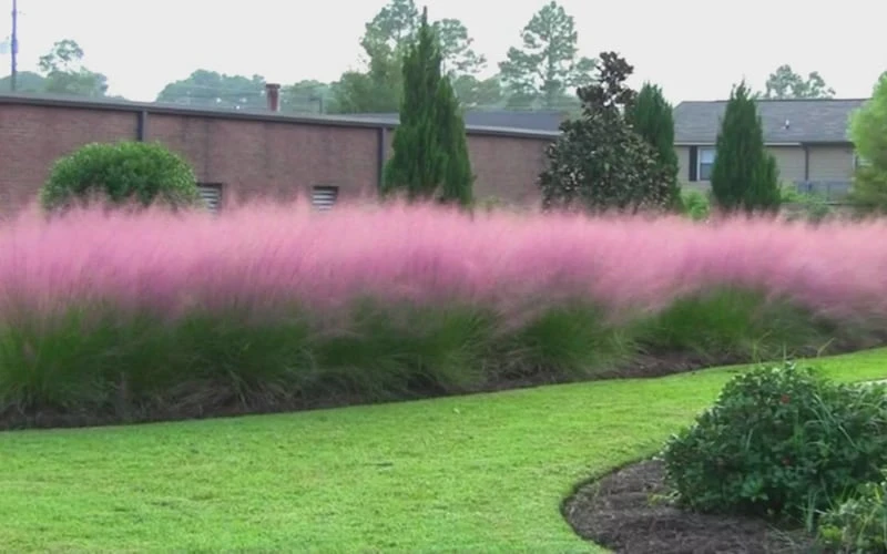 Pink Muhly Grass - Cotton Candy Grass - 1 Gallon Pot 9 Pink Muhly Grass - Cotton Candy Grass - 1 Gallon Pot - Image 9
