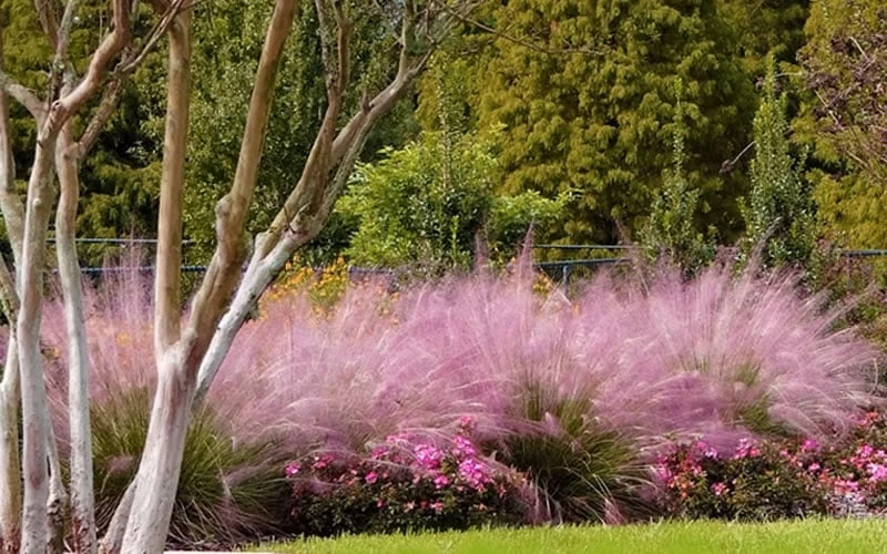 Pink Muhly Grass - Cotton Candy Grass - 1 Gallon Pot 10 Pink Muhly Grass - Cotton Candy Grass - 1 Gallon Pot - Image 10