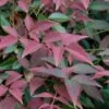 Flirt Dwarf Nandina - 2 Gallon Pot