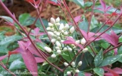 Flirt Dwarf Nandina - 2 Gallon Pot 10 Flirt Dwarf Nandina - 2 Gallon Pot -Garden Care Nandina Flirt 12 1