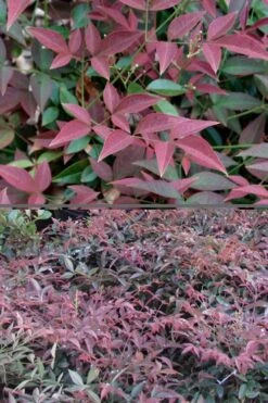 Flirt Dwarf Nandina - 1 Gallon Pot 11 Flirt Dwarf Nandina - 1 Gallon Pot -Garden Care Nandina Flirt 500x750 3