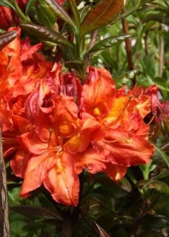 Mary Poppins Azalea (Rhododendron) - 5 Gallon Pot -Garden Care Native Azalea Mary Poppins 5